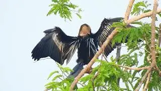 Amazon1  More Location & Birds In Full HD-Birds (So Relaxing with Green Neture )4K Color Ep05