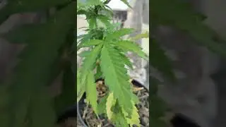 autocultivo nueva aventura #420 #420weed #autocultivo #flores #cogollo #weed