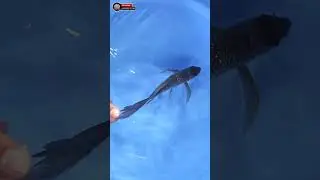 Tancho kumpay ochiba 🔥 #kolamkoi #koi #koiberkelas #ikan #koiblitar #ikankoi #koifish