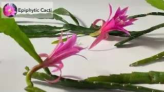 Disocactus hybrid - &lsquo;Fern La Borde&rsquo;