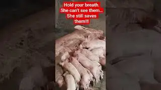 The Most Dangerous 3 Seconds in Pig Farming