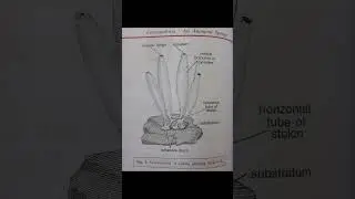 Leucosolenia#biology #viral #msc #botany #tgtpgtexam #trending #zoology #exam #ytshorts #