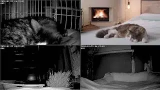 【24時間365日保護猫ライブ】　5時と17時に枠替えです。猫と暖炉　野良猫から家猫へ 　保護猫5匹　癒し　ASMR 　 睡眠　cat live　焚火