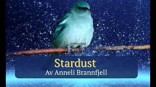🌟 Stardust | Heartfelt Country Song | Warm Female Vocal | Anneli Brannfjell | Vilje Studio
