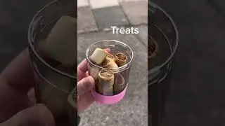 Best Gadget for Dogs and Cats 🐕🐈