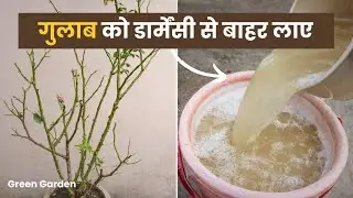 Rose plant ki Dormancy break kaise kare ?
