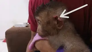 Это меня потрясло!! Темон укусил Сели за ухо, причинив ей серьёзные травмы.