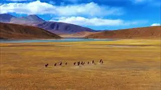 Tibetan antelope
