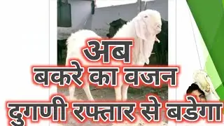 how to increase goat weight : bakre ka vajan kaise badhaye :how to increase male goat weight.