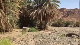 The wells and palm trees at the oasis