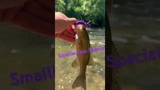 Smallmouth are Special #smallmouthbassfishing #smallmouth #smallies #creek #creekfishing #nikko