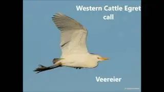 Western Cattle Egret Call