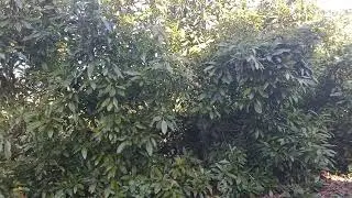Avocados high-density orchard planting.