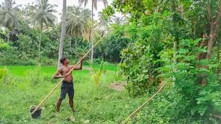 Delicious village fresh fruits picked from the tree🍃#nature #forest #fruit #villagelife#village