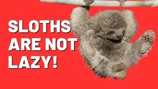 Sloths Are Not Actually Lazy - Incredible Facts You Didn't Know!