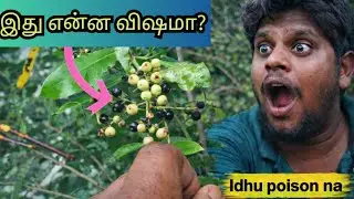 😮இந்த பழம் என்ன விஷமா😳!?? #திரனிபழம்