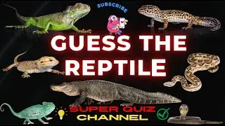 Guess the REPTILE | Name the REPTILE | REPTILE QUIZ