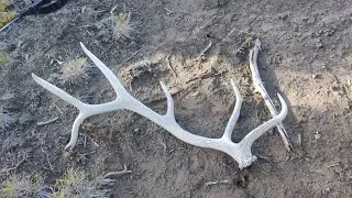 Last shed antlers of 2025 (Bonus elk vids)