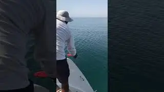Fishang🎣🎣😍😍 #trendingshorts #fishing #colomboport #qatar #seerfish #foryou #travel #subscribe