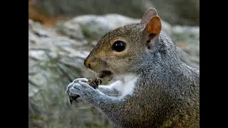 Squirrels Devouring Cicadas - Part One!