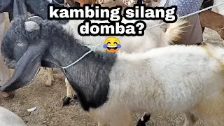 ini kambing apa lur? kambing silang domba? kok bulunya domba tp fisiknya kambing😅