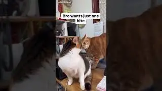 He just wanted one bite🤣/video not owned by me. #cats #kitty #kitten #catsofyoutube