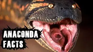 ANACONDA: 10 Facts you have to know about this big snake