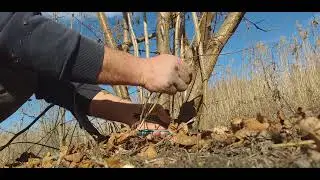 How to cut hazelnuts professionally