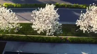 An Aerial (Drone) Tour of Springtime in the Bay Area
