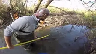 Sampling European eel in the Mondego river.