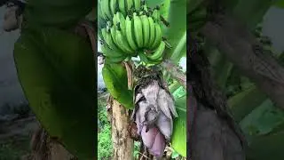 Asih Mulidia (IDENTIFIKASI TUMBUHAN MAGNOLIOPSIDA & LILIOPSIDA) MK Tumbuhan Tingkat Tinggi