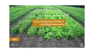 Ireland  trial - late blight resistant variety versus local checks, with yield graph