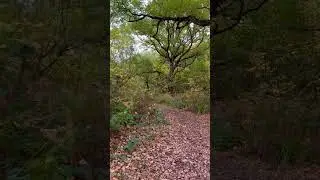 Beautiful Autumn Trees and Leaves at Bookham Common 🍁🍂