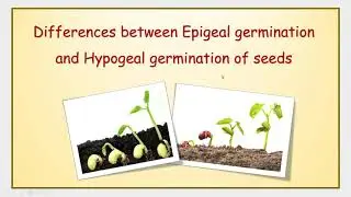 Differences between Epigeal germination and Hypogeal germination of seeds