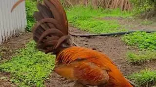 #Top 10 Tips For Keeping Your Gamefowl In Peak Health