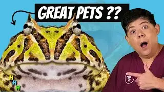 Do FROGS Make Good Pets? Watch This BEFORE You Get One!!  Helpful Advice from a REPTILE VET
