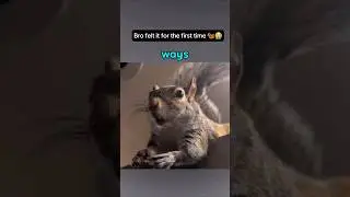 This Squirrel's Reaction Is Priceless! 😍