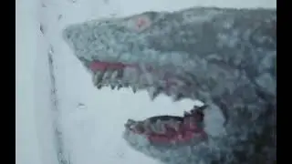 Sharkeyboi and sharkys snowhouse! Special ep: the hunt for sharkeyboi 