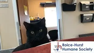 Coraline Celebrates Cat World Domination Day