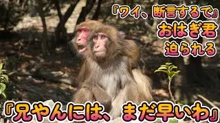 【赤ちゃん・ニホンザル・４K動画・Includes partial English subtitles】モテモテおはぎ君　猛アタックで迫られる　『兄やんには、まだ早いわ。ワイなら分かるで。』