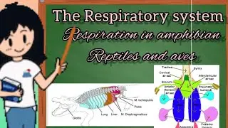 respiration in amphibian, reptiles and aves (the respiratory system) #lec4 .