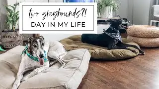 two greyhounds?! | day in my life with a second dog