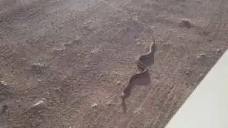 Rattle Snake wont let me out of my car - Apache Junction