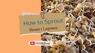 How to Sprout Beans & Legumes: Boost Vitamin C by 1000% - Easy DIY Guide | Dr. Esther