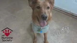 45 seconds with Andy - PEI Humane Society