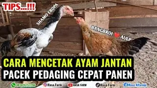 CARA MENCETAK PACEK PEDAGING AYAM JUMBO ❓ #ternakayam #hybridanimals #peternakan