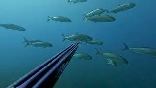 Ψαροντούφεκο στο Ιόνιο - Spearfishing in the Ionian Sea
