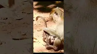 Life of Monkeys: The mother monkey was too strict, so the baby monkey was afraid to be with her.