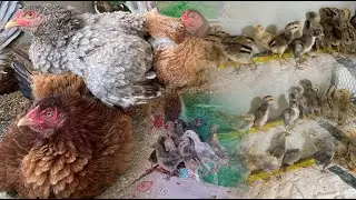 Scenes Inside a Chicken Farm🐣🐓