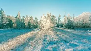 Swamp in the winter [SOUNDS FOR RELAXATION MEDITATION AND SLEEP]